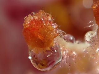 P3137307a.jpg